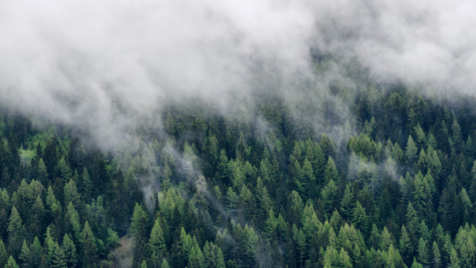 Drivende skyer over bjergskov